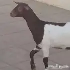 جفرة للبيع