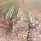 نخل القصيم للبيع