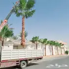 نخل واشنطوناء زينه للبيع