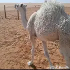 حاشي لباني
