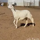 للبيع رخال صنف منوة القناي