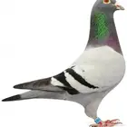 حمام زاجل سباق
