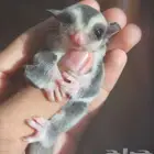 سنجاب طائر صغيره انثى عمرها شهر