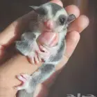 سنجاب طائر صغيره عمرها شهرين