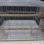 قفص 601 مع بياضه كبيرة للإنتاج