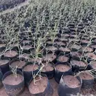 مطلوب ممول عمل زراعي بعوائد توصل 100