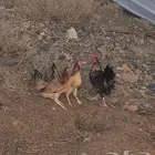 طقم دجاج عربي فاخر