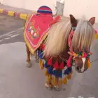 ايجار بوني سيسي