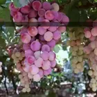 شتلات عنب حلواني وسدر تفاحي احمر