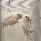 جوز روز البينو صافي تحته 4 فروخ فرصه للمربي والهاوي