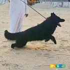 بلاك جيرمن