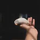 فندقه طيور
