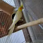 ذكر كروان لاتينو عيون حمر منتج