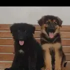 مطلوب جرو كلاب للتبني للحراسة جدة فقط