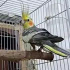 ذكر كروان فراشة أسبليت لاتينو