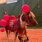تاجير سيسي خيل للحفلات والمناسبات في الشرقية