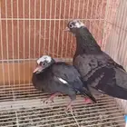 صنعاوي حجم صغير مع فرحه