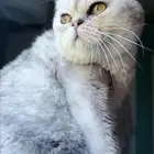 ذكر سكوتش فولد سلفر للتزاوج