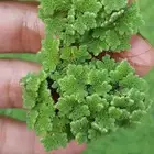 للبيع ازولا بحائل