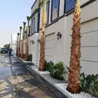 نخل زينه للبيع نخل واشنطني زينه