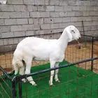 مشروع فحل نادر