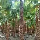 تنسيق الحدائق