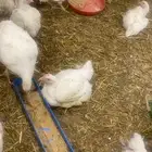 مطلوب دجاج لاحم حي الي يعرف احد عنده يدلني