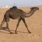 قعود كفوا ولد ولد الحاكم مستقبل فحل