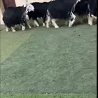 نجد دفيع