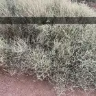 بذور رغل. نبات رعوي متحمل للملوحه وقلة الماء