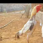 للبيع ديك فارسي بطل ماشاء الله