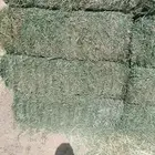 موجود برسيم. الكميه والعددمفتوح. الجوف. شيباء