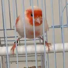 كناري موازييك أحمر تغريد نار