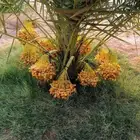 جميع انواع النخيل للبيع. 00 966 55 485 0467