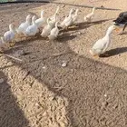 بط بكني