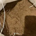 علف سمسم