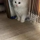 قطط سكوتش شيرازي