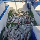 الرايس
