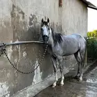 فرس شعبيه عربيه شيخة للبيع