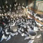للبيع حمام فرنسي