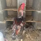 شامو الماني وباكستاني