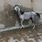 فرس عربيه منوه القاني للبيع