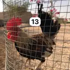 ديك دندراوي