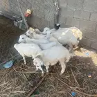 رخيل وفران للبيع العدد9
