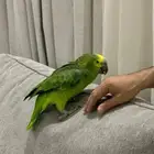 امازوني ببغاء اليف متكلم
