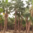 نخل واشنطني زينه ونخيل عربي