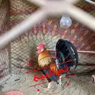 ديك عربي افرق