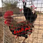 ديك دندراوي