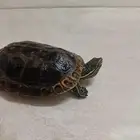 للبيع سلحفاة برمائيه مع الحوض