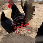 دجاج عربي أسود